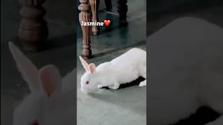 #v6#jasmine❤️#bunny#cute #rabbit  #mypet#mylife#myluv❤️