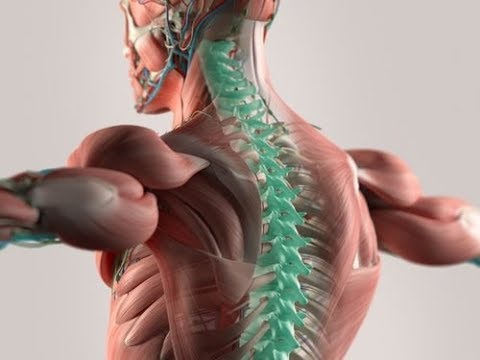 Pomata ibuprofene per le articolazioni Ormone della crescita per il trattamento dei giunti