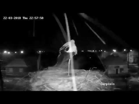 Barza albă, Cărpiniș | 2018.03.22 | O noapte „ninsoroasă”