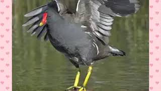 Download lagu Suara burung Tiung Air untuk dekutan mp3