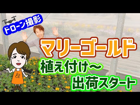 なぜマリーゴールドを菜園に植えるのですか？いつ、どのように行うのですか?  庭園