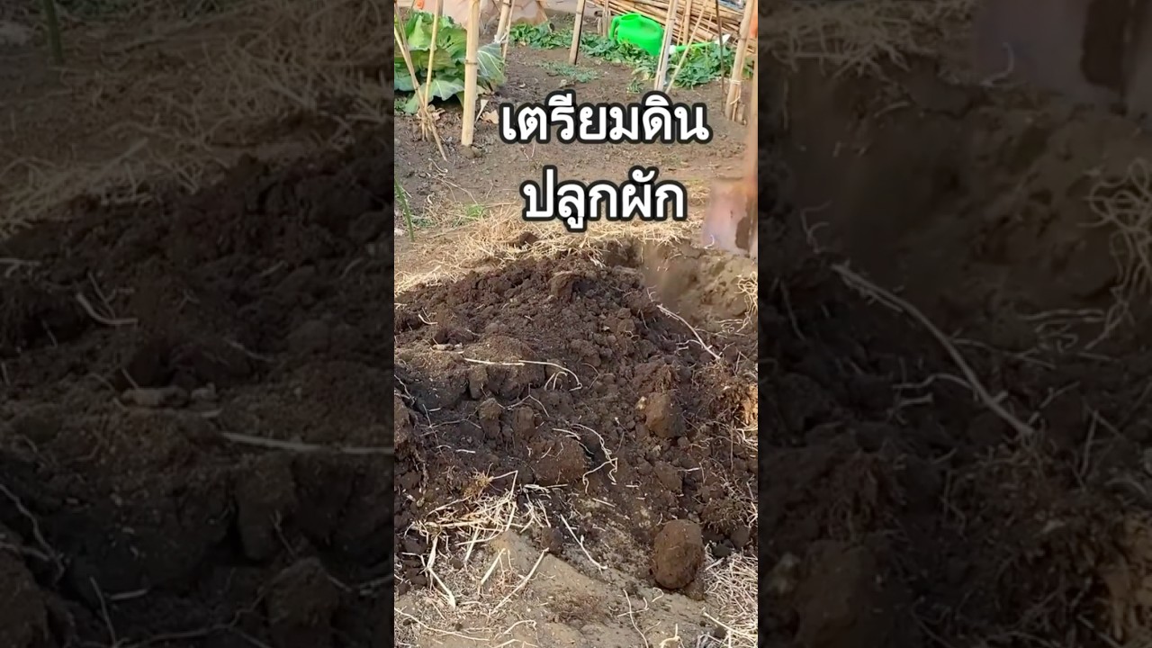 ขุดดินตากดิน เตรียมแปลงปลูกผัก