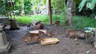 Download lagu Rutin memberi makan pelanduk. mp3