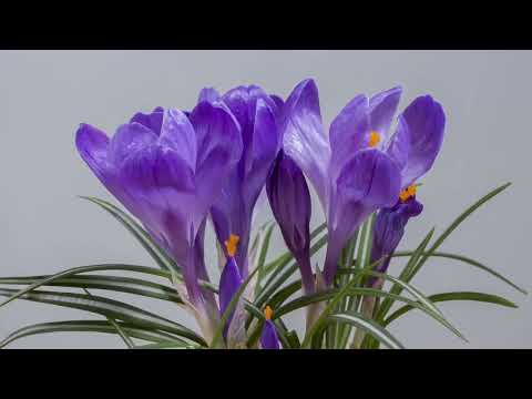 AŞKTAN OKURUZ - NİGARİ ŞİİRLER- OSMAN AKBAŞ