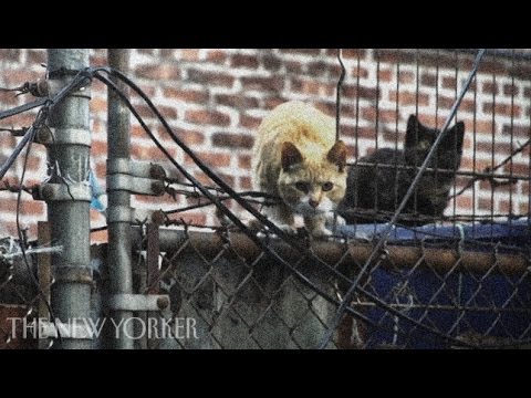 Cats of the Urban Wild