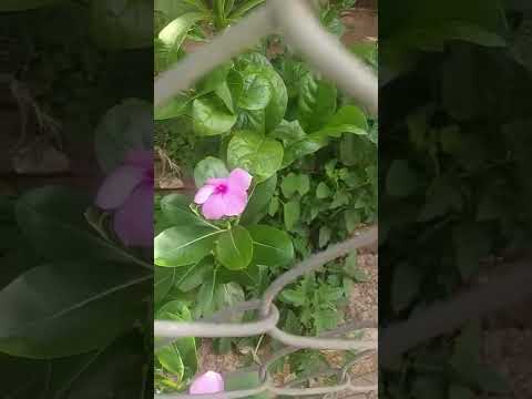 different types of flowers