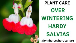 WINTER CARE SECRETS FOR THRIVING SALVIAS