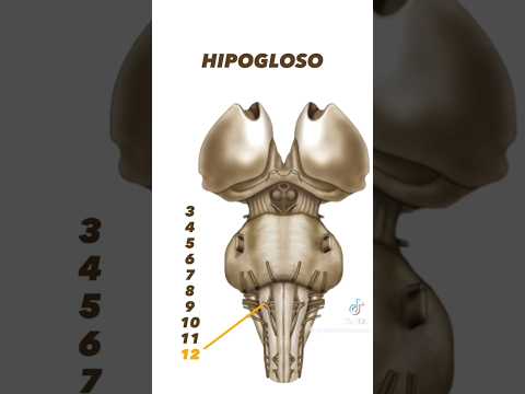 aprende los 12  pares craneales #medicina #estudiantesdemedicina