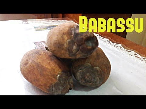 Babassu Palm Review - Weird Fruit Explorer Ep. 208