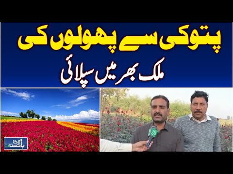 Pattoki Flowers | Floral Supply Pakistan | Colorful Blooms - Aaj Pakistan News