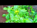Mogra Plant 🪻 New Mogra Flower Zoom