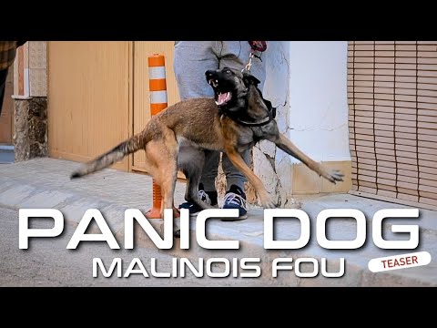 MALINOIS FOU : Teaser Panic Dog