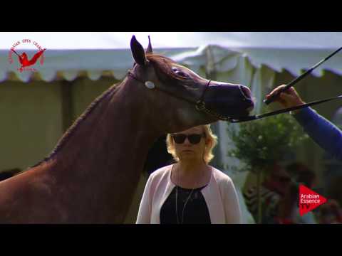 N.28 ECLISS - Scandinavian Open Championship 2017 - Fillies 2 Years old (Class 5)