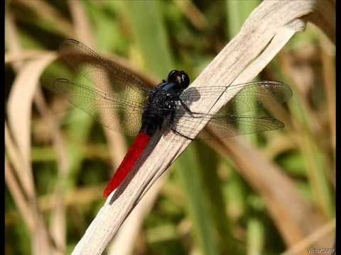 Los Paraguayos -  Mi dicha Lejana