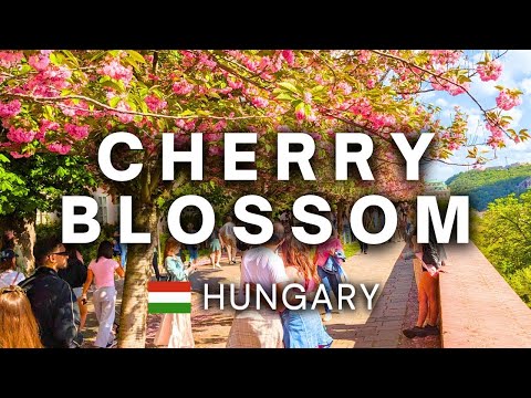 NO FILTER Beauty – Cherry Blossom Alley in Budapest 🌸 Sakura Walk Experience