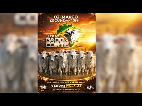 LEILÃO DE GADO DE CORTE BRASIL LEILÕES  PORANGATU - GO  02/03/2026