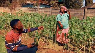 Download lagu Nigel Nenyaya Dzevanhu mp3