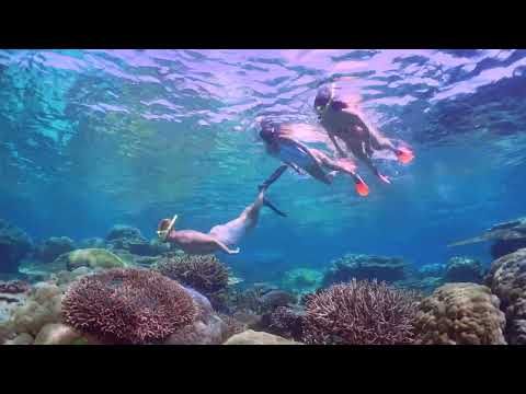 SILVERSWIFT  - Snorkelling  on the Great Barrier Reef