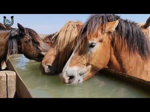 Herghelia FITERO 2024 @PromovariCaiRomania