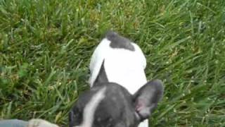 preview picture of video 'French Bulldog Puppies'