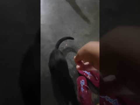 #cat#mycat#reels #cat #love