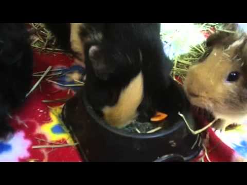YouTube video about: Can guinea pigs eat sweet potatoes?