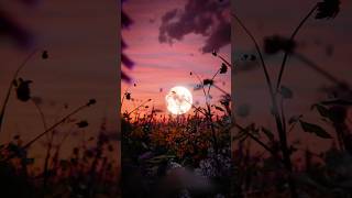 Download lagu 🥀tum mere kya ho 🤞#sadabahar nagme #entertainment mp3