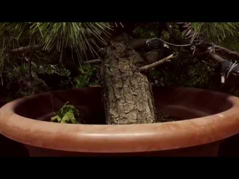 Aleppo pine pre bonsai