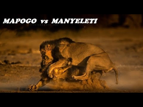 Mapogo Lions ¦ Kinky Tail & Mr. T killing one of the Manyeleti Lions  (Sabi Sand - Jan 2009) #lion