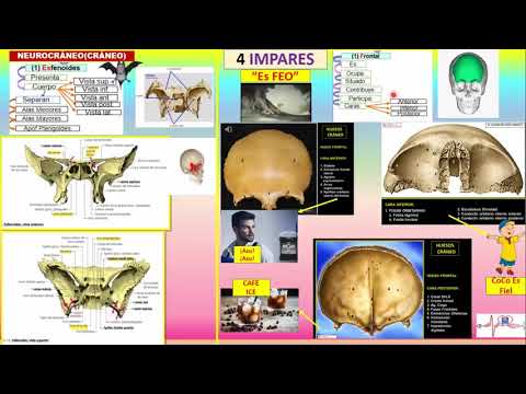 APRENDE FACIL LOS HUESOS DEL CRANEO Y CARA CON NEMOTECNIAS