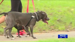 `Zombie` virus that could be dangerous to dogs detected in raccoons in Prospect Park