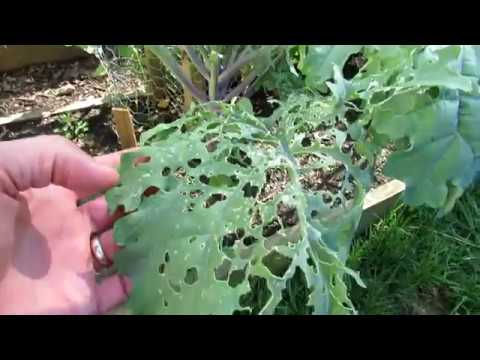 How to Fully Treat Whitefly & Caterpillar Infestations on Kale, Collards & Greens: And Spider Mites!