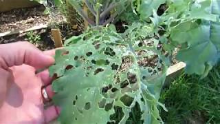 How to Fully Treat Whitefly & Caterpillar Infestations on Kale, Collards & Greens: And Spider Mites!