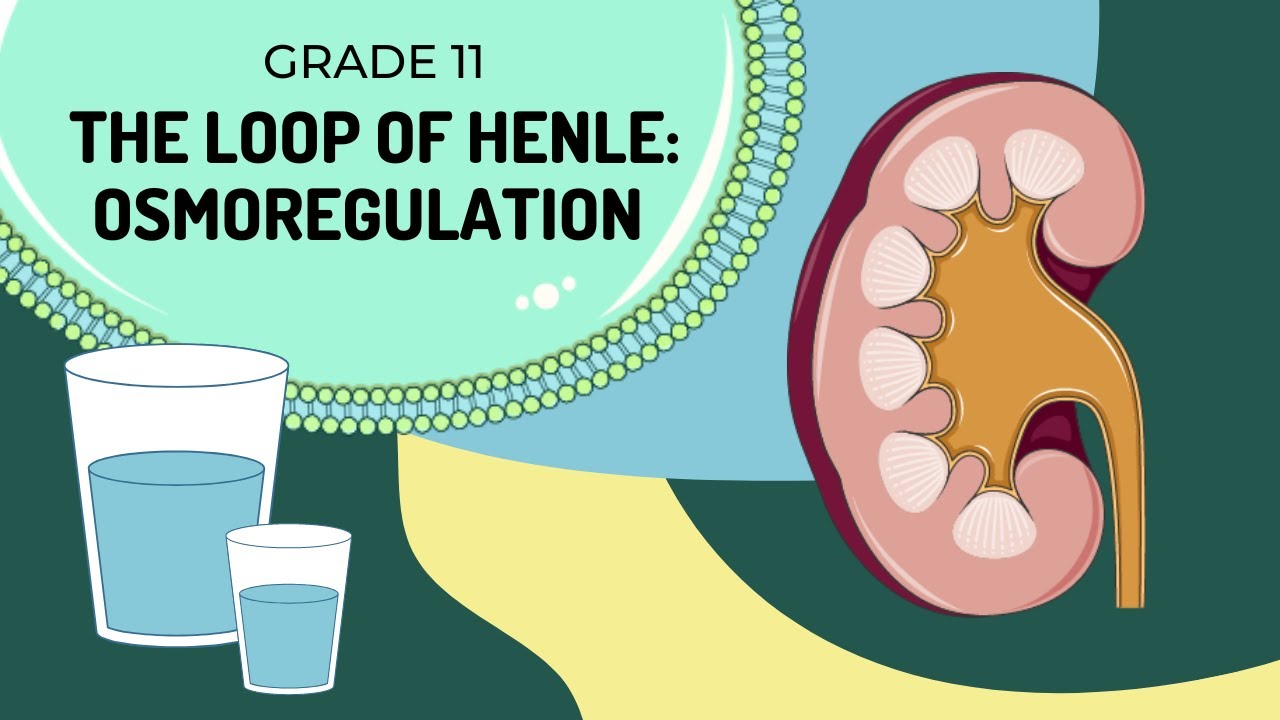 Loop of Henle | Osmoregulation