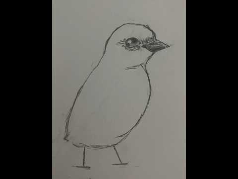 Patrick #birdybirds #birds #sketch #birb #bird #draw #drawing #notes #pets #animals #subscribe