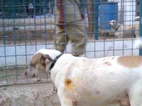 A dog survived 26/11 carnage