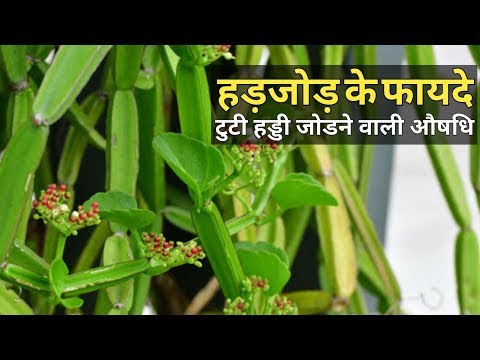 Hydrastic Canadensis Indian Goldwn Extract