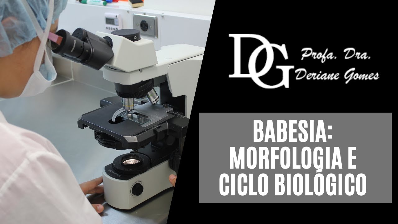 062. Babesia: Morfologia e Ciclo Biológico
