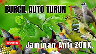 Download lagu Suara Pikat Burung Kecil Ribut II Kombinasi Burung Kejepit Paling Ampuh ❗ Anti Zonk ‼️ mp3 Download lagu Suara Pikat Burung Kecil Ribut II Kombinasi Burung Kejepit Paling Ampuh ❗ Anti Zonk ‼️ mp3