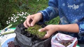 Уход и размножение лилий чешуйками - Видео онлайн