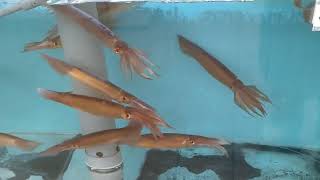 函館朝市どんぶり横丁の馬子とやすべの活イカ