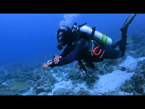 Reef Hook Diving in Palau's Blue Corner Dive Site