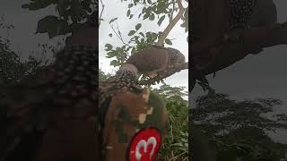 Download lagu Pikat terkuku Tamba poin lgi mp3