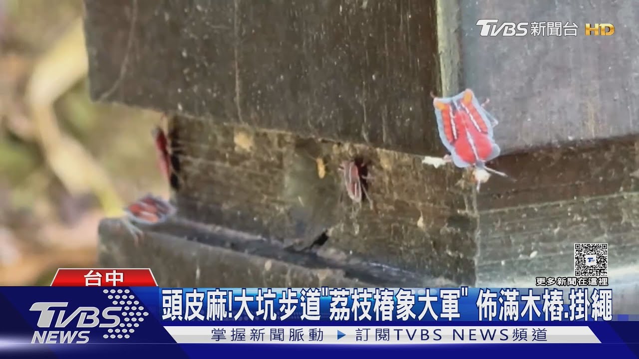 頭皮麻!大坑步道「荔枝椿象大軍」 佈滿木樁、掛繩