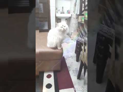 Adila my Turkish angora cat