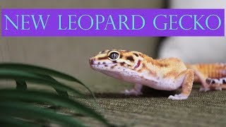 Meet My New Leopard Gecko! | Jungle Emerine