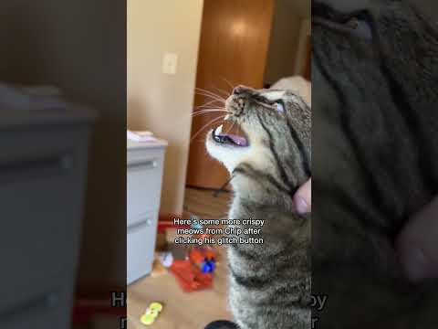 How to make a cat meow in 1 step!