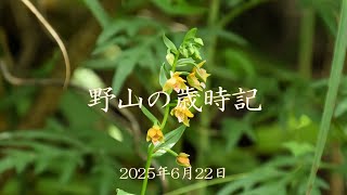 野山の歳時記　梅雨時に咲く山野の花　2025年6月22日
