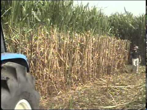 Walpeco sugar cane harvester trash extractor planter