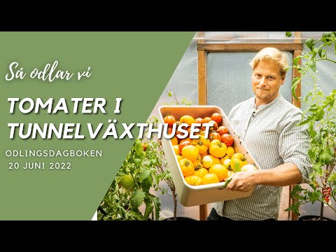 Hemligheten med en stor tomatskörd - Odlingsdagboken 20 Juni 2022